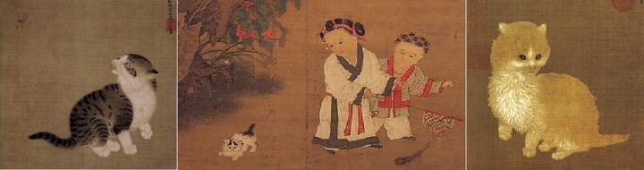 猫的花名 知乎 猫的花名 知乎