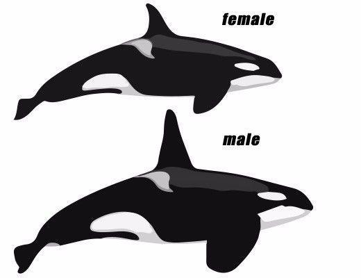 话痨虎鲸到底有多聪明?