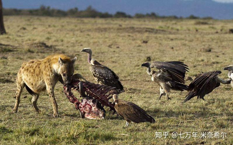 看看禿鷲爭搶鬣狗食物就知道了 - 知乎