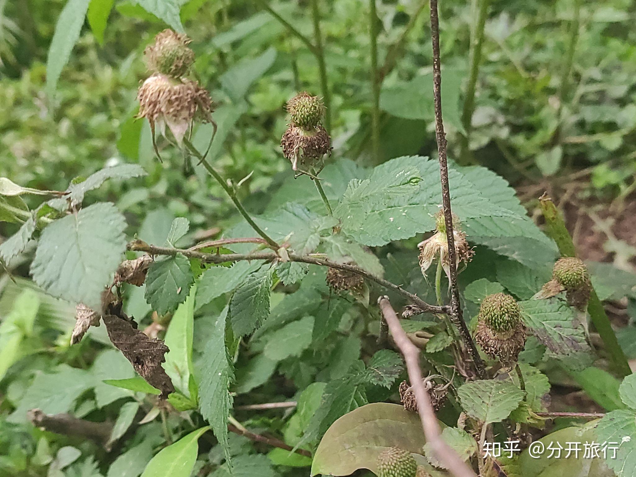 蓬蘽(péng lěi)三月泡,野草莓 