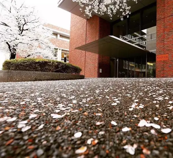 Sgu合格 占总合格者总数一半 2枚立教大学mpma项目offer 知乎