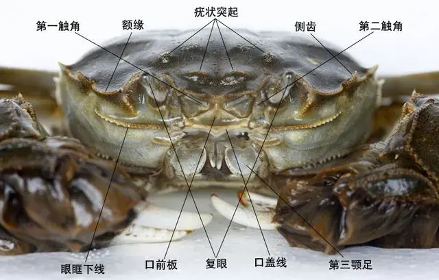 螃蟹口器结构图片