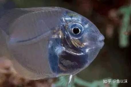 全身透明的鱼 是魔鬼 还是天使 知乎