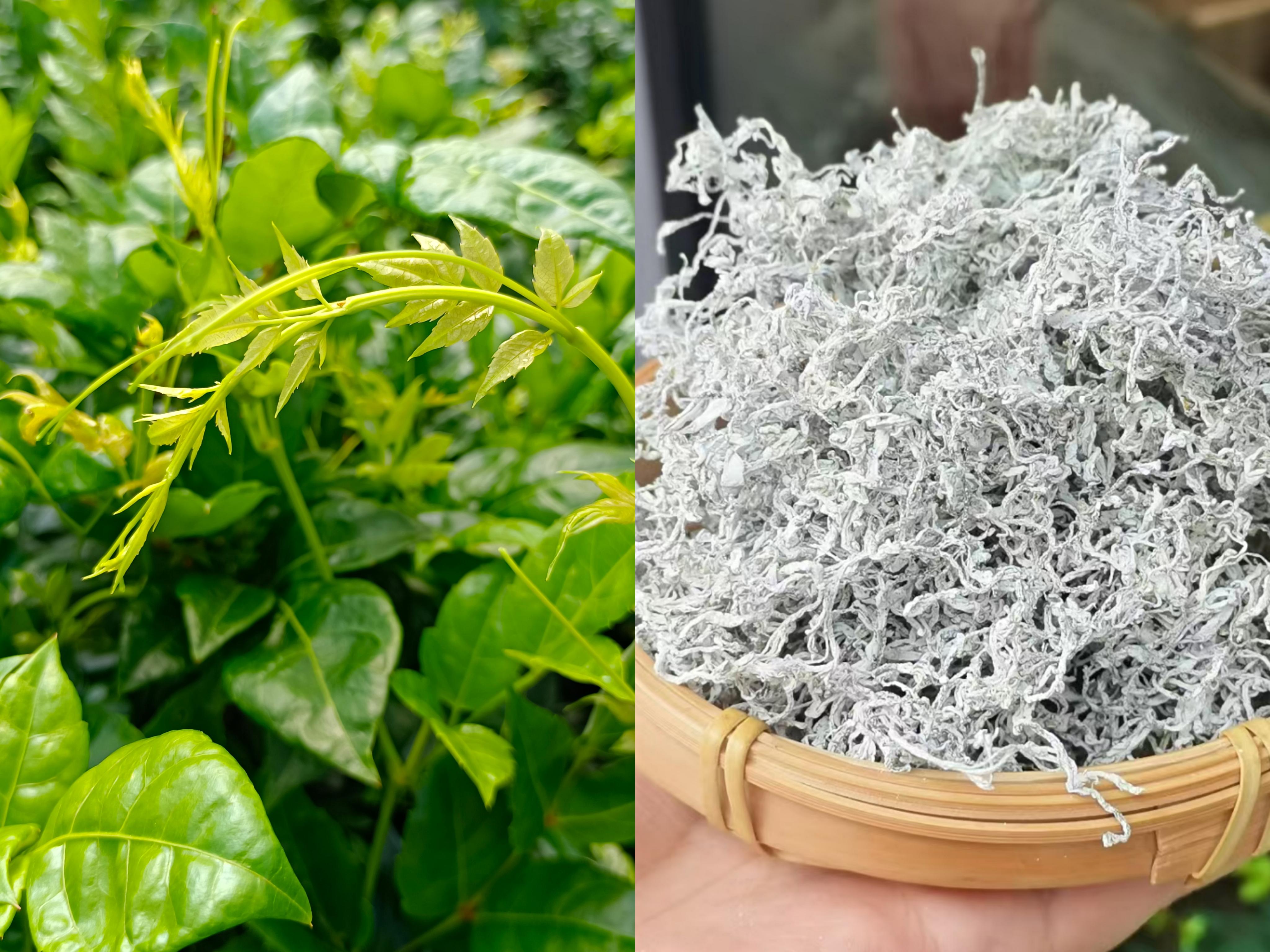 张家界野生莓茶-茶农直销(购买指南)