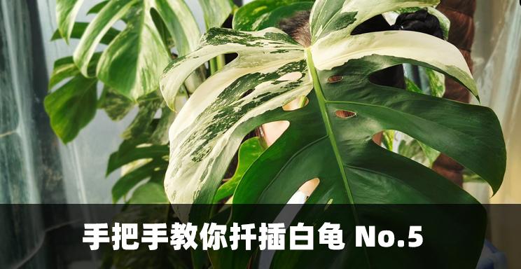 五 砍下白龟茎段处理诀窍 提高成活率 知乎 五 砍下白龟茎段处理诀窍 提高成活率 知乎