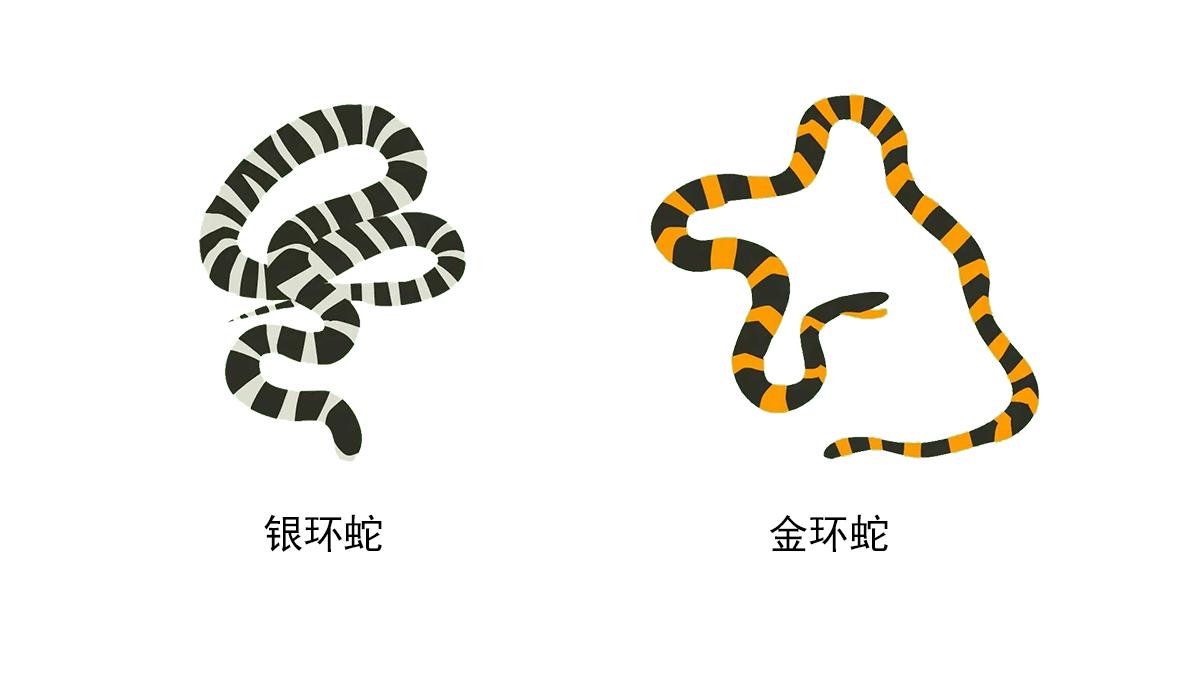 蟒蛇与其他毒蛇相比,有什么特殊之处?