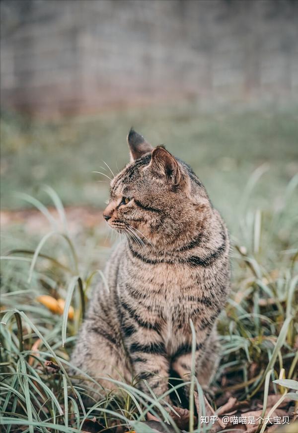 “狸花猫”才是稀世珍宝，它的价值无法估量 - 知乎