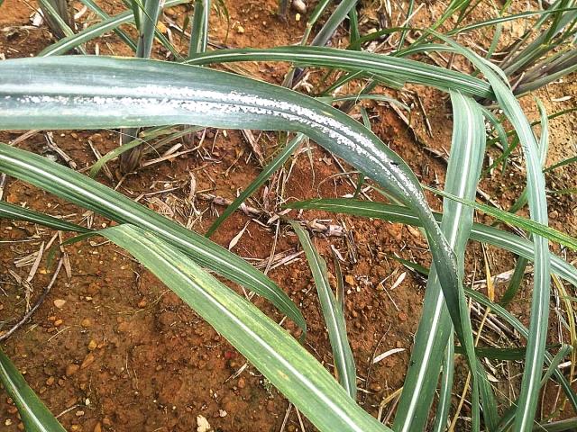 作物应用广西南宁甘蔗蓟马绵蚜螟虫防治作业记录