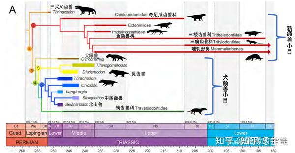 哺乳动物进化树 - 知乎
