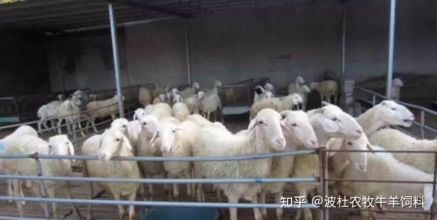 舍饲养羊最容易犯的8个错误,你犯了几个? - 知乎
