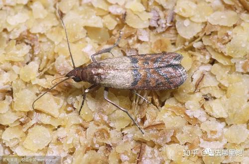 67关注如何根治家中米蛾 35 分钟前 厨房里出现的小飞蛾,很可能是