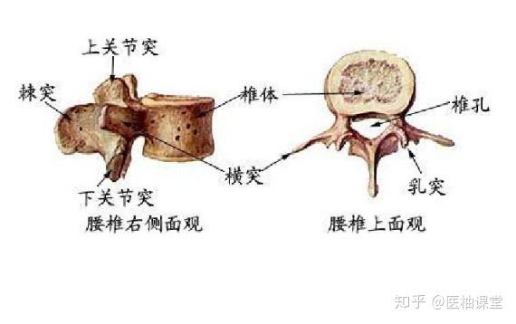 解剖学图谱- 知乎