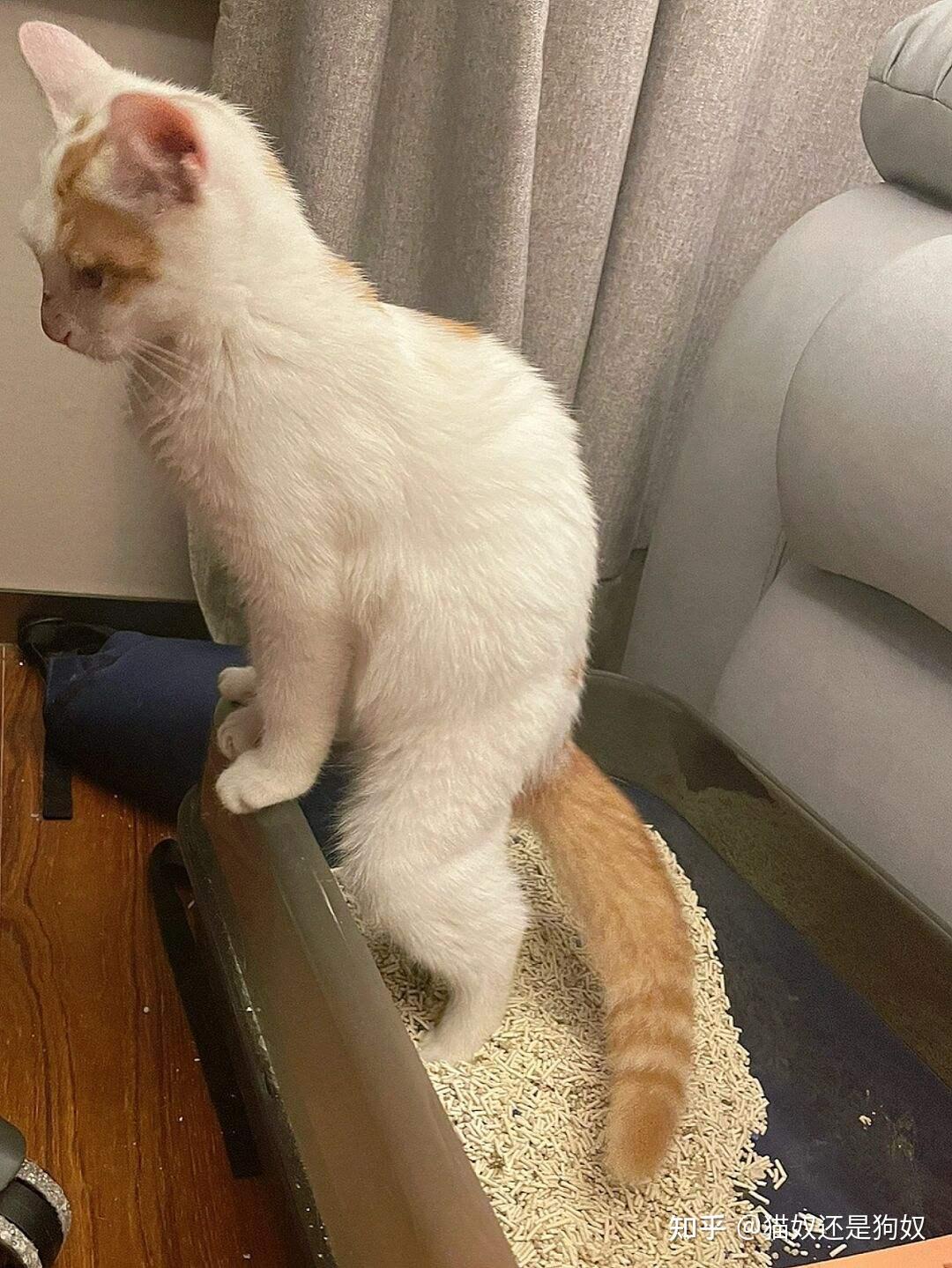猫咪拉稀便中带血的6个原因,以及解决办法 - 知乎