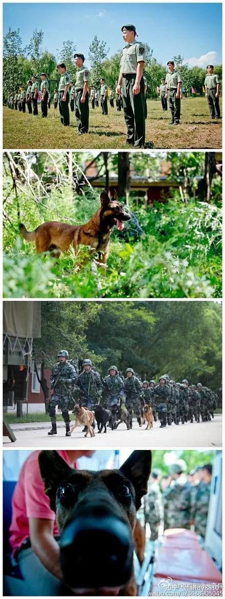 奇兵神犬第一期全集图片