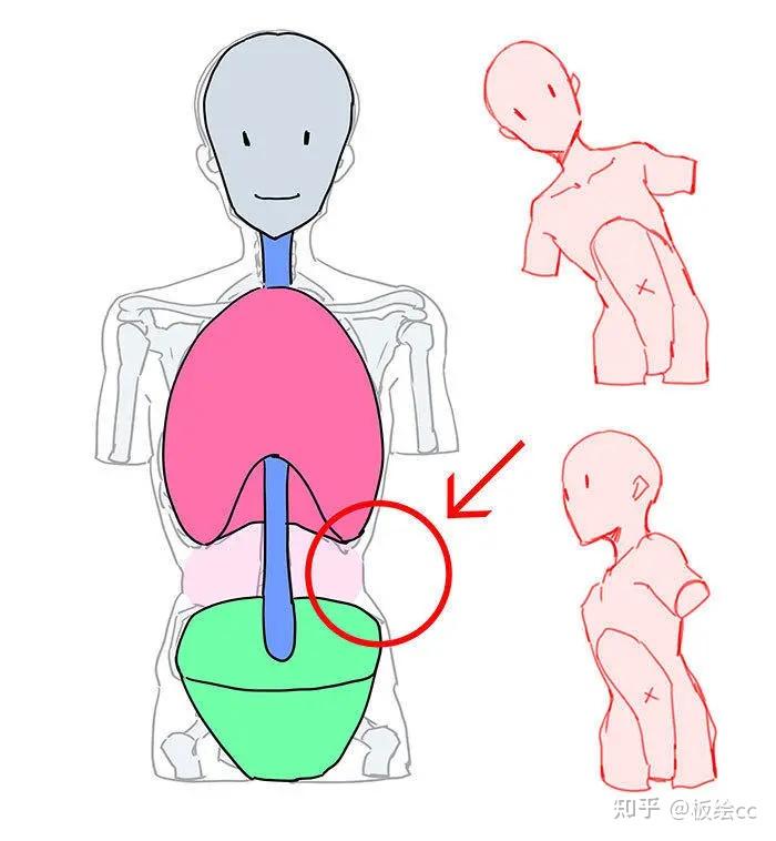 6分畫軀幹 - 知乎