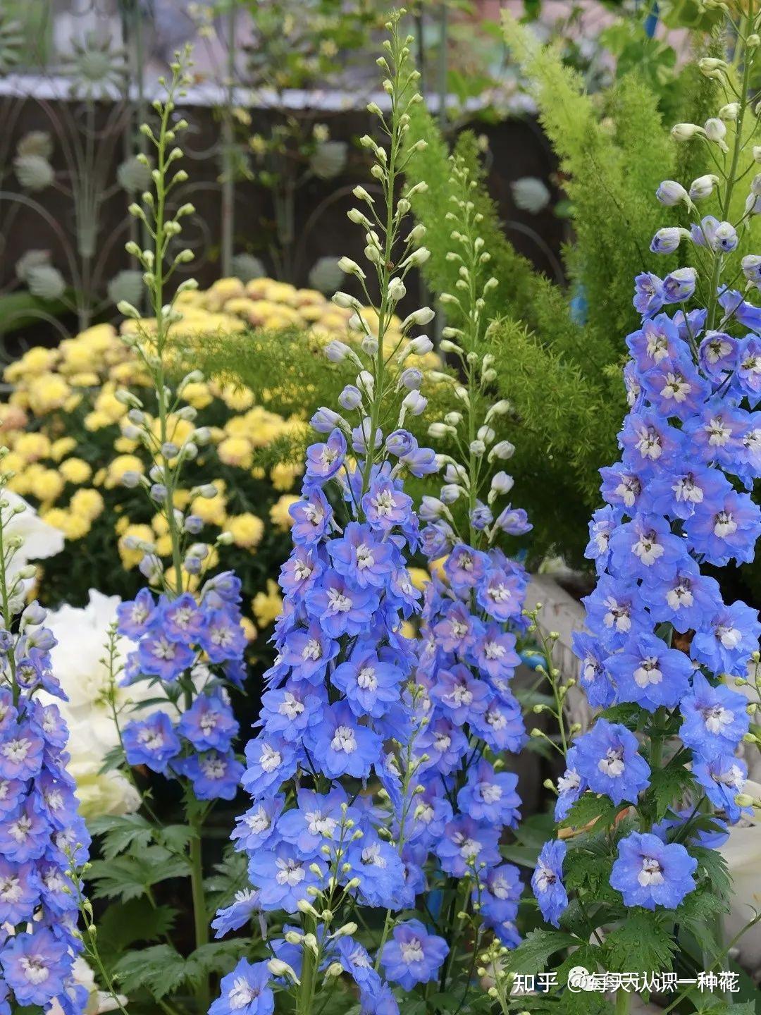 清明,正义它的花距很长,很像是一只只飞舞的燕子,迎风摇曳很像是千鸟