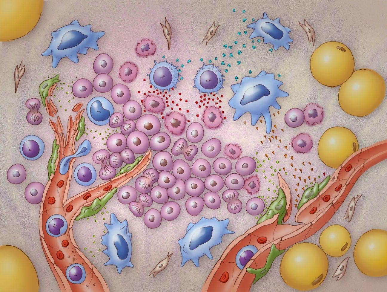 cancer cell | 肿瘤微环境b细胞生态位如何支持抗肿瘤t细胞 - 知乎