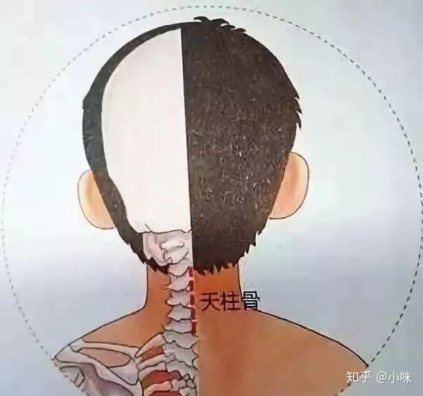 5,下推天柱骨 令局部潮红作用:健脾和胃,消食化滞,多用于防治食积