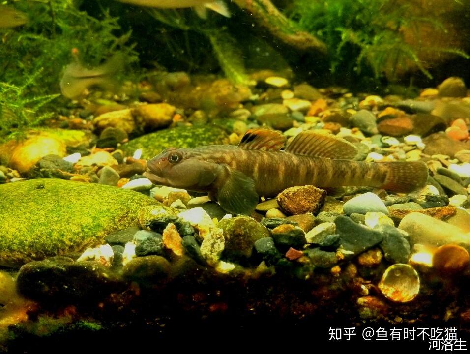 中國原生魚吻蝦虎魚圖鑑