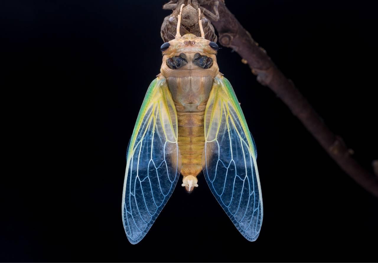 知道才高喊知了城府很深的人选择眯着10夏秋如果少了它还会美满完整吗