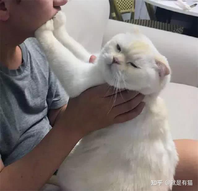 喜欢养猫的人,一般都是什么性格? - 知乎