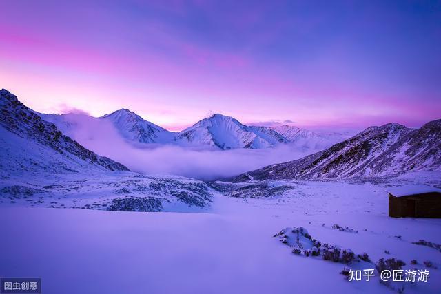 昆仑雪菊都是假的_昆仑雪菊真假图片_怎样分辨昆仑雪菊的真假