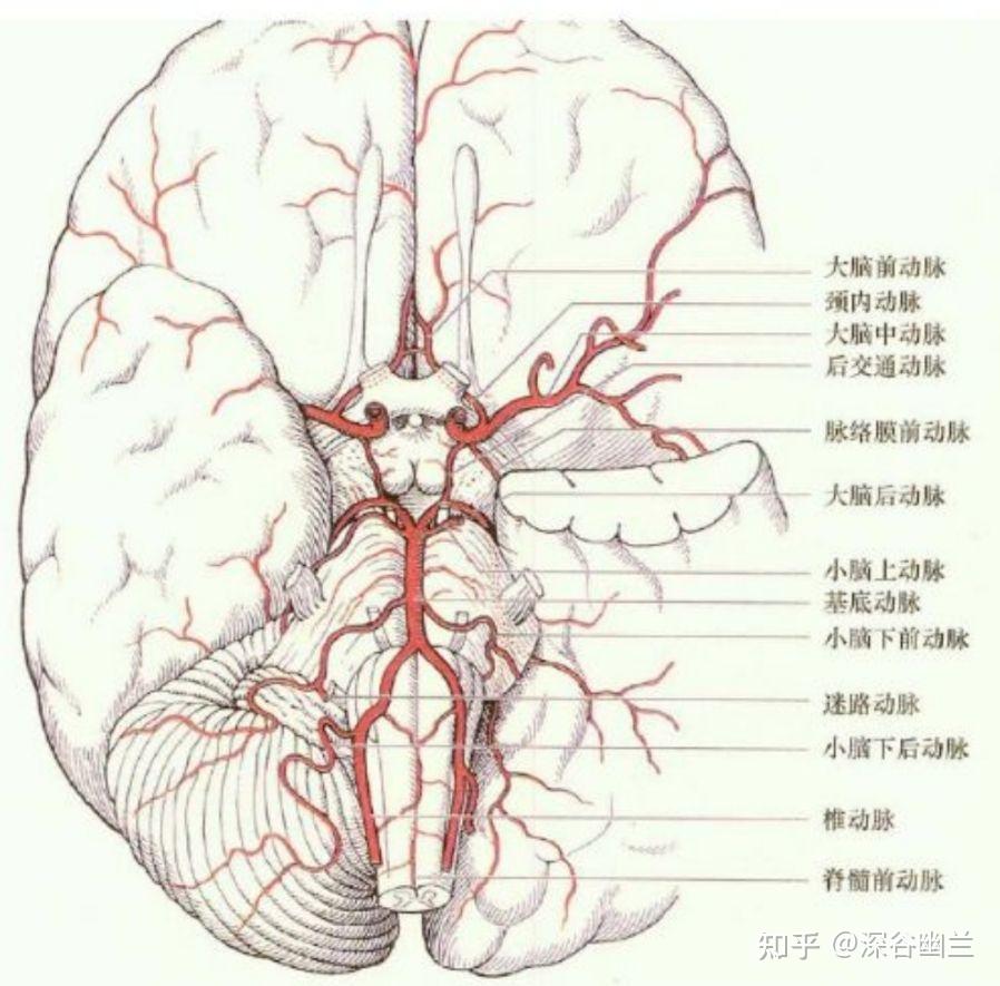 脑桥平面解剖图图片