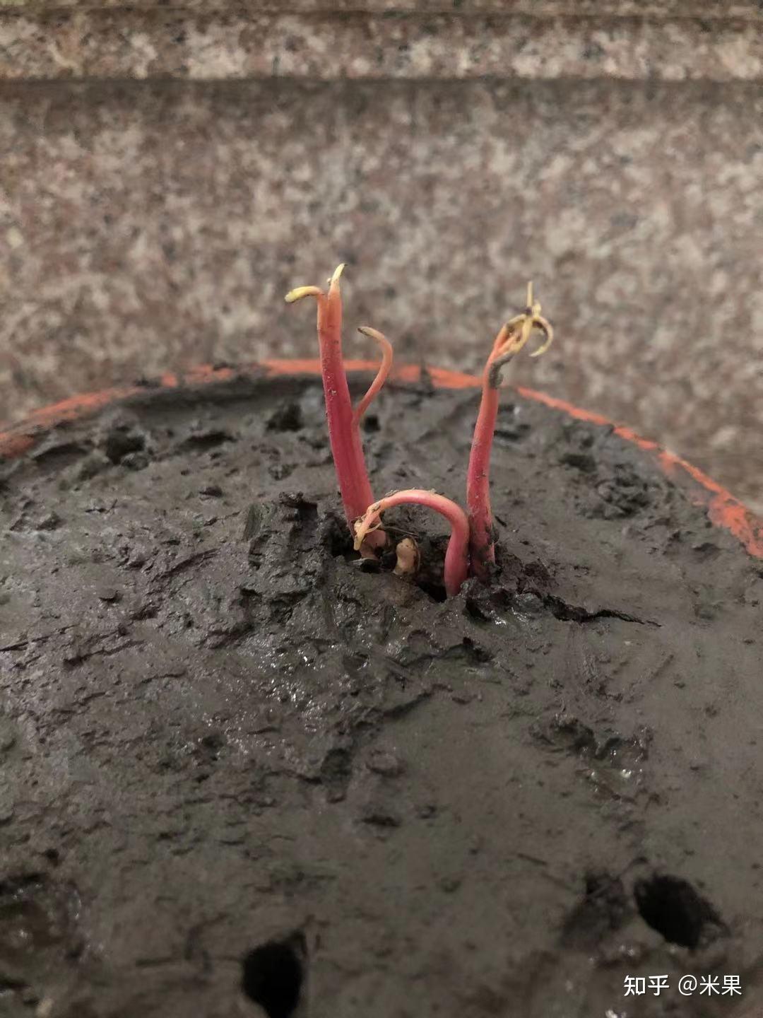 芒果种子成长之路