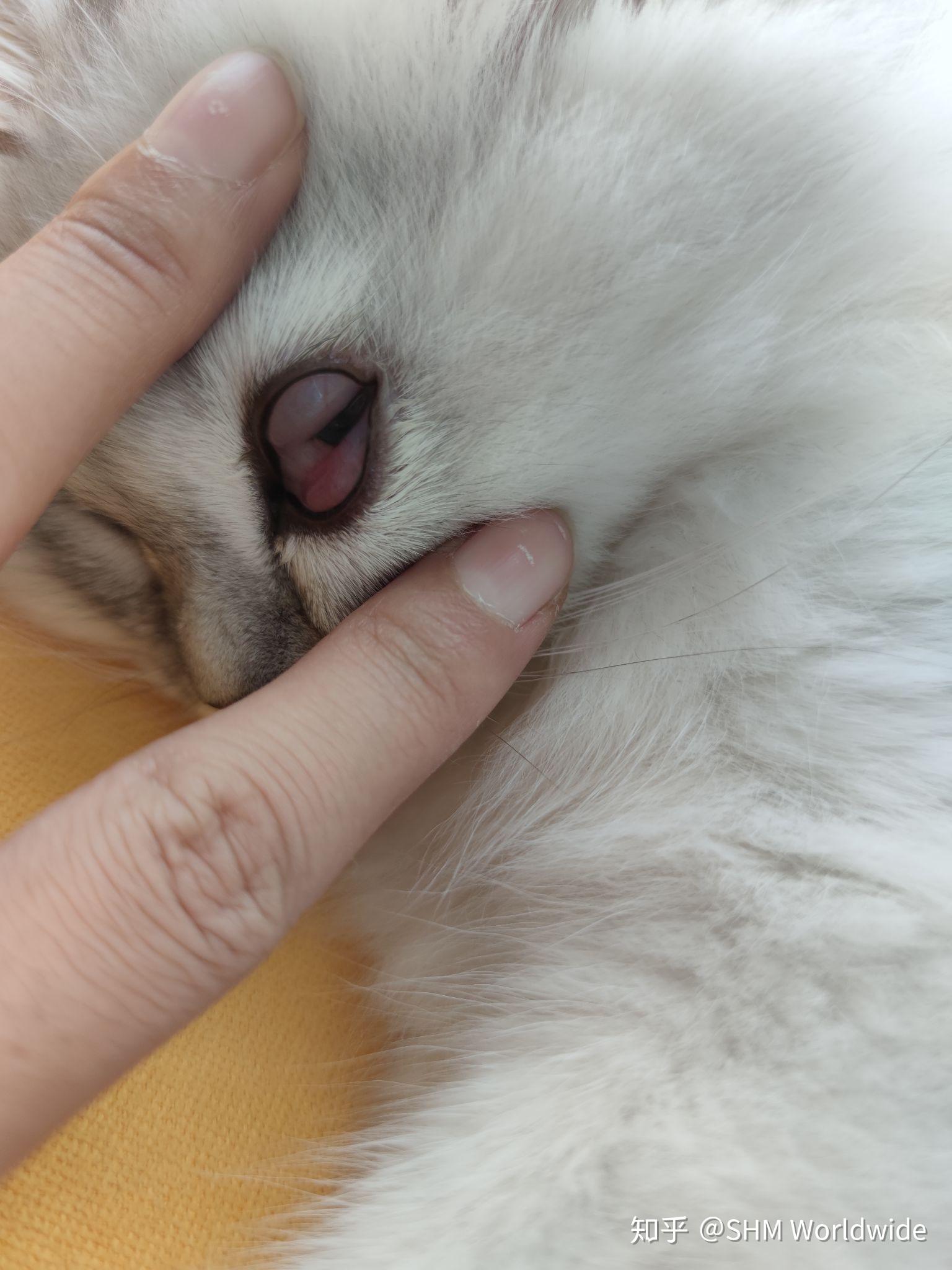 猫咪结膜炎的症状图片图片