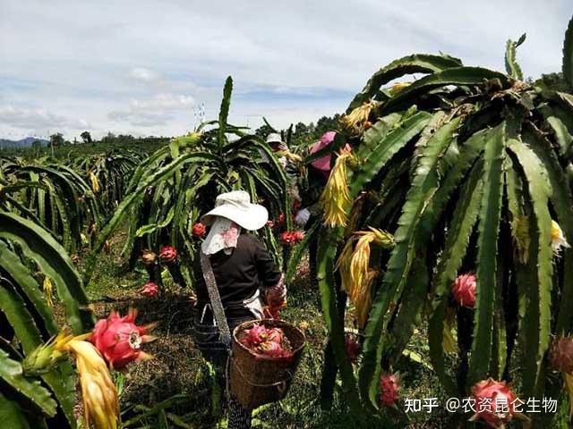火龙果在生长的时候对土壤要求不严格,在平地,水田,山坡或旱地均可