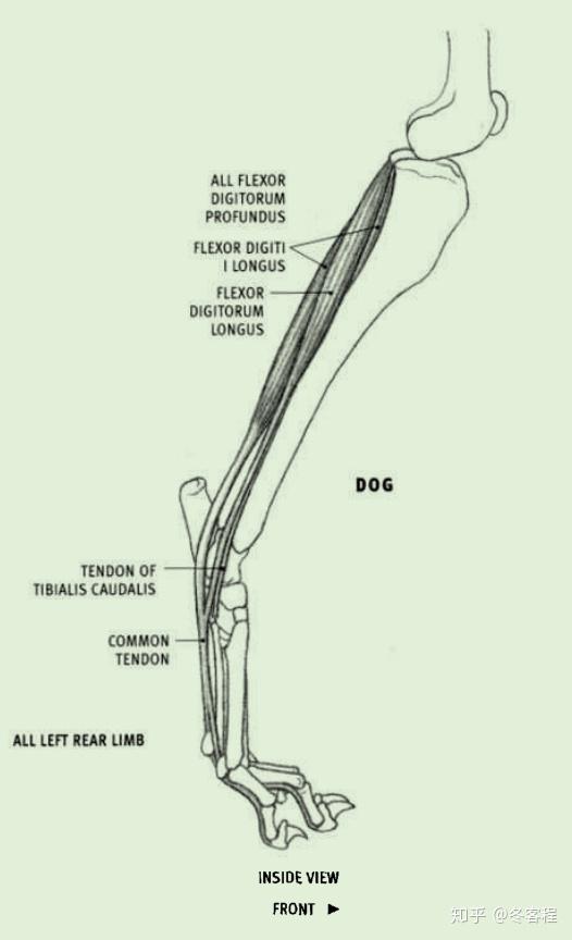 动物肌肉后肢趾深屈肌