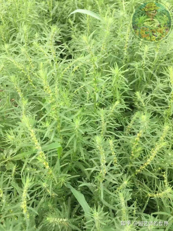 经典七年红地肤景观应用技术解答