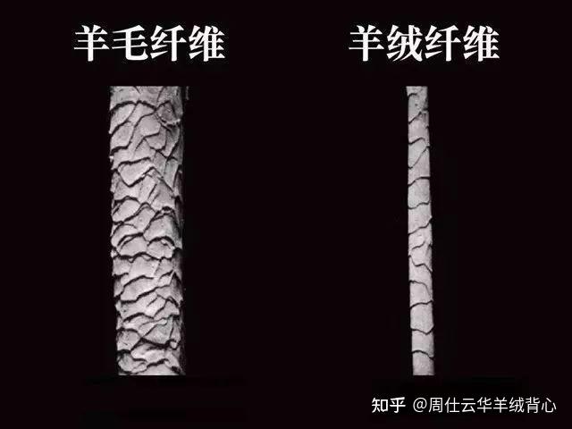羊绒的特性是什么 - 知乎