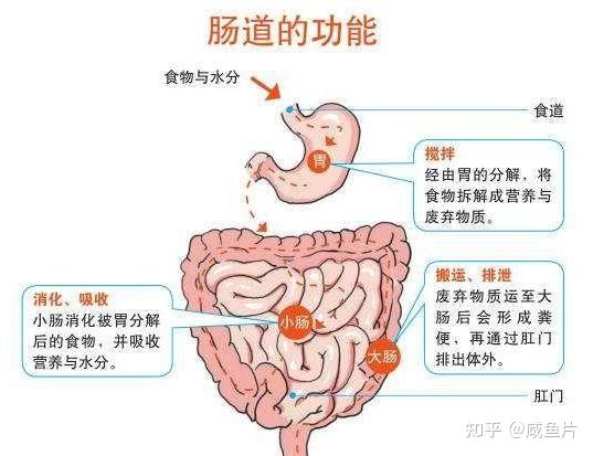 功效型和保养型护肤品_如何护肤保养脸部肌肤_护肤品保养型