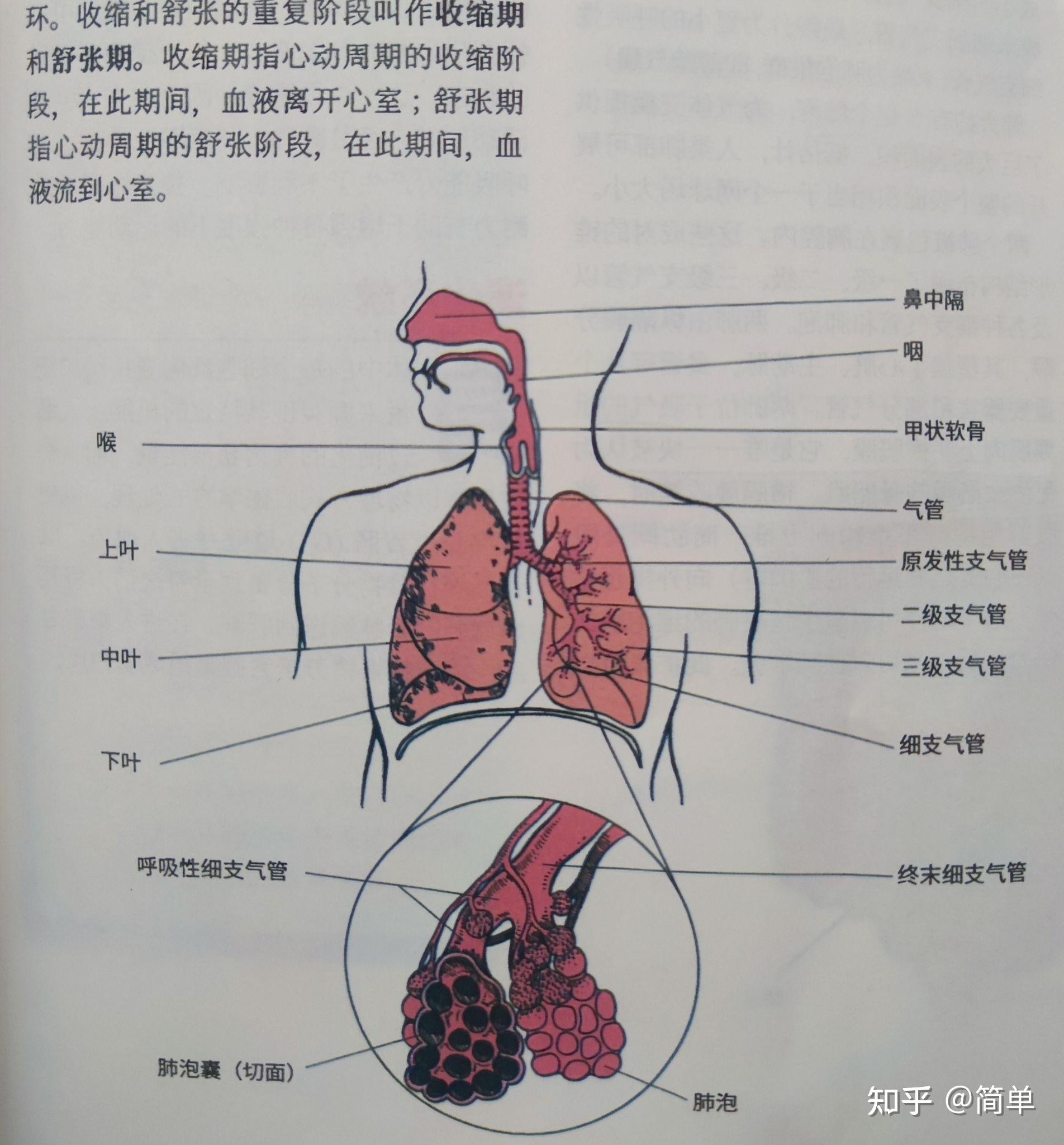 胸膈痞闷位置图图片