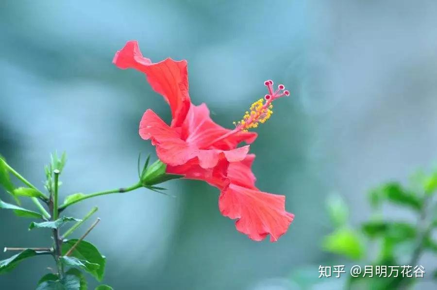 神木·扶桑,记千年传说,永不落下的太阳树