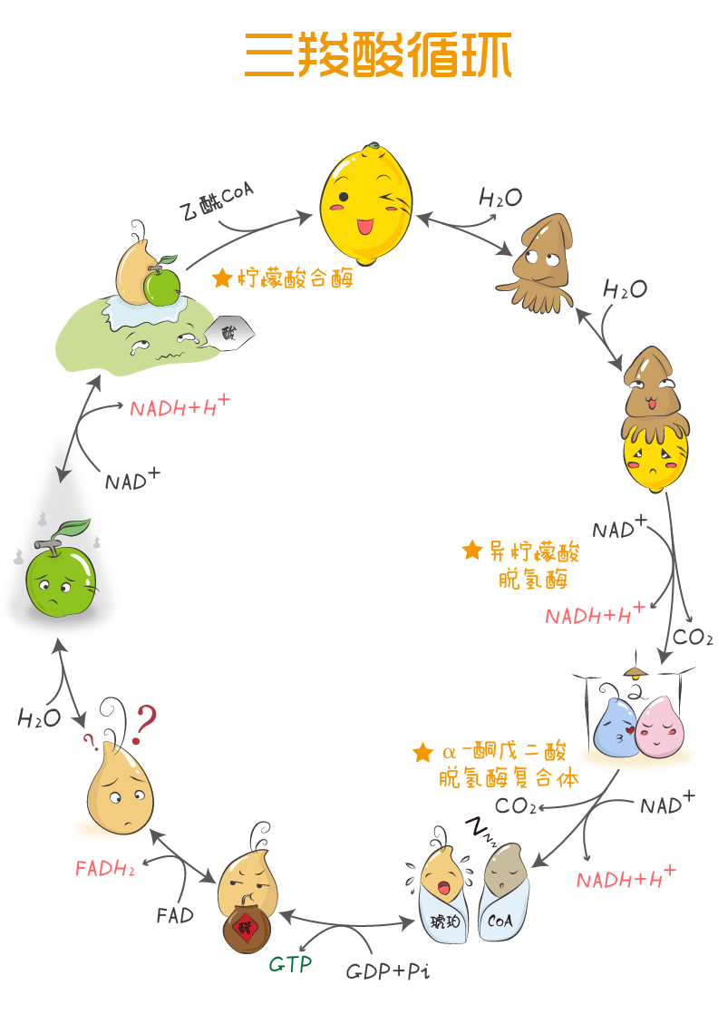 三羧酸循环 漫画图片