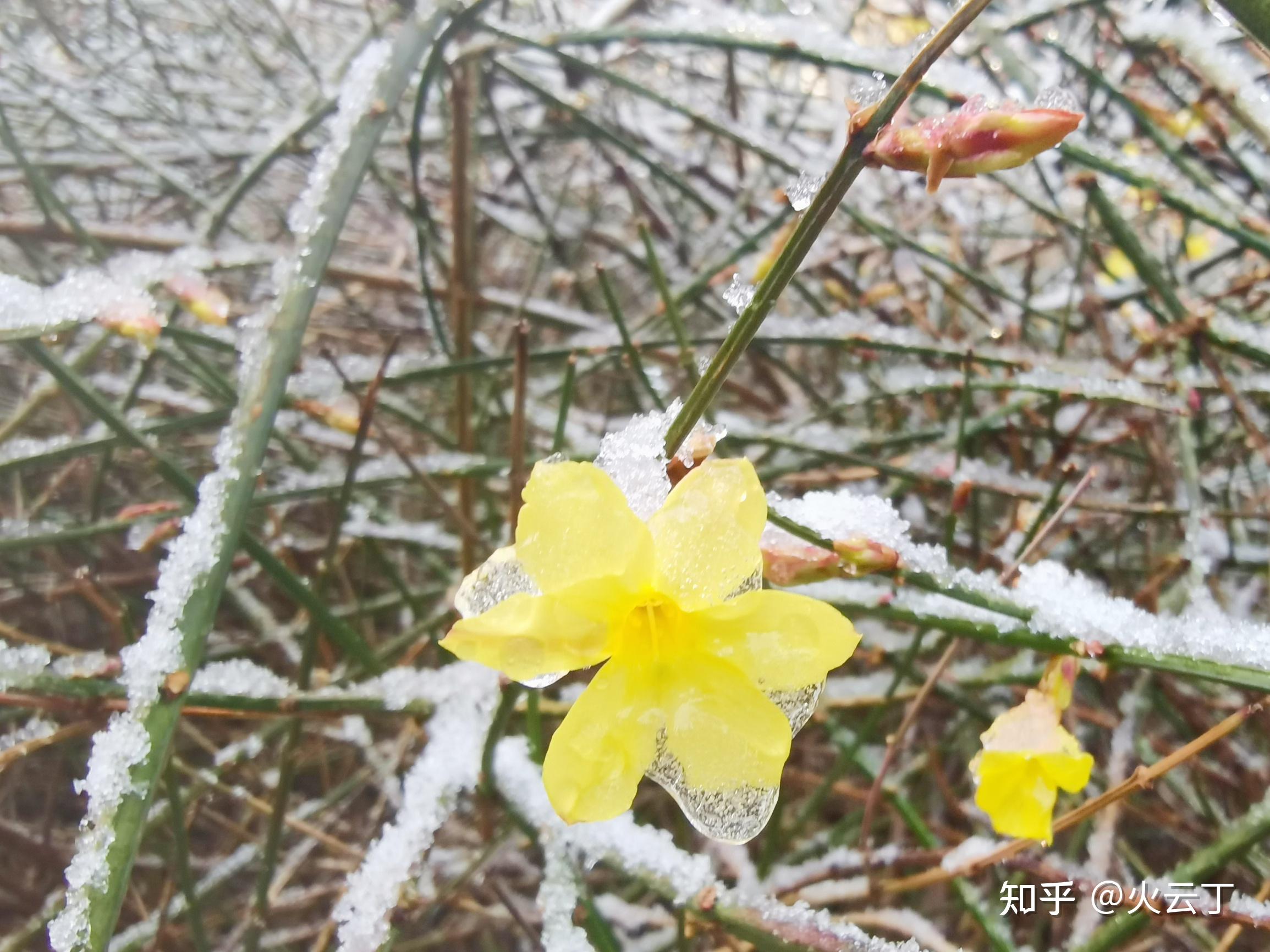 结冰图片花朵图片