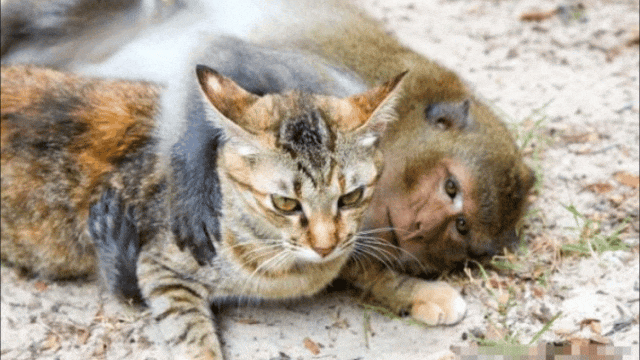 为猫发声:昆明动物园 猴子和猫 到底是猴子残忍还是人残忍? - 知乎