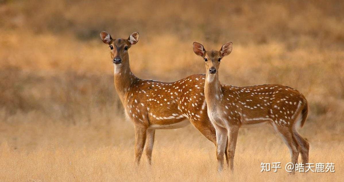 教你一眼分清梅花鹿与马鹿的区别