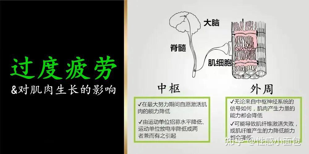 研究揭示:力竭训练未必带来更大肌肉增长 - 知乎