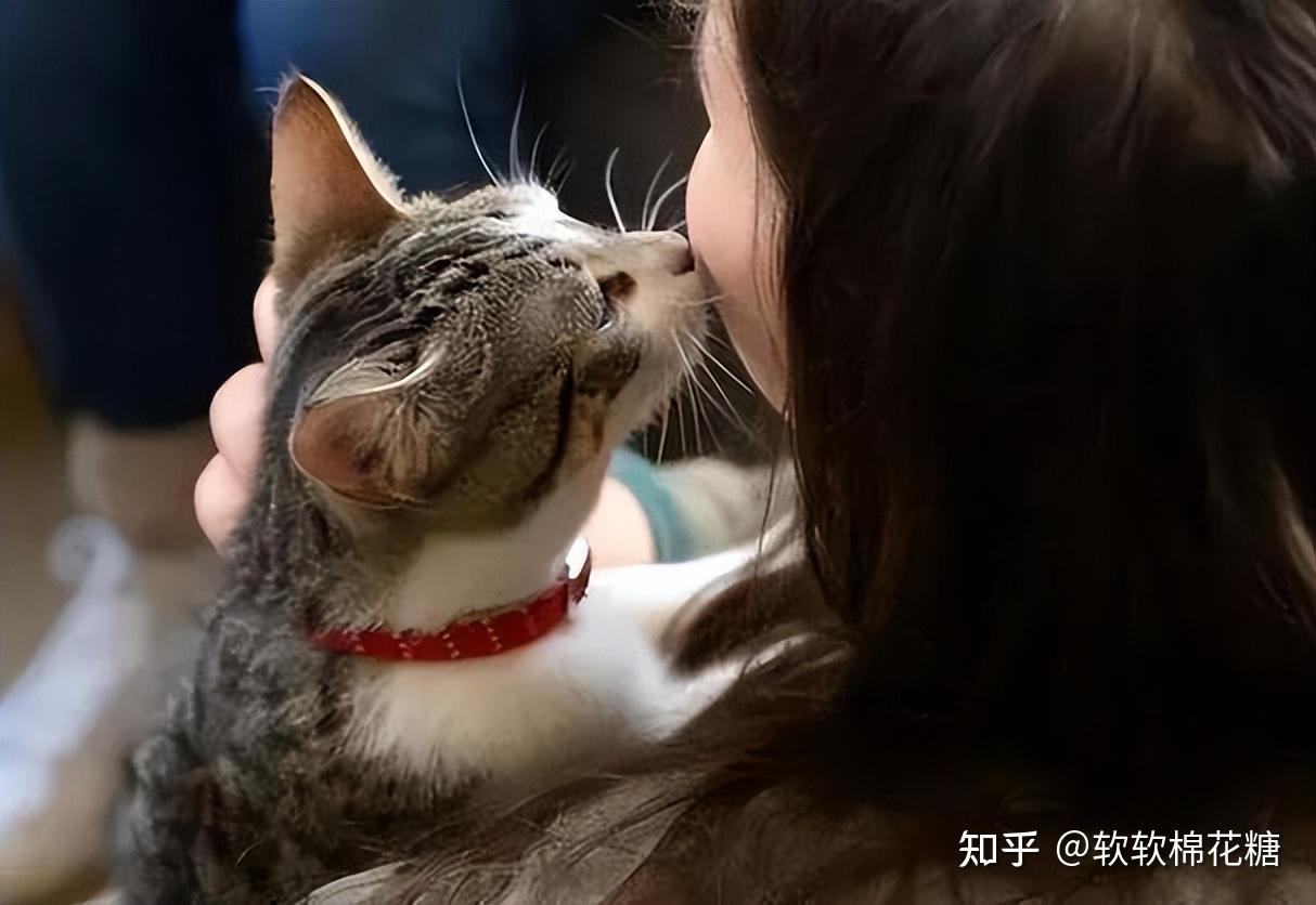 猫咪会对人有感情吗?说真的,答案让人难以想象!