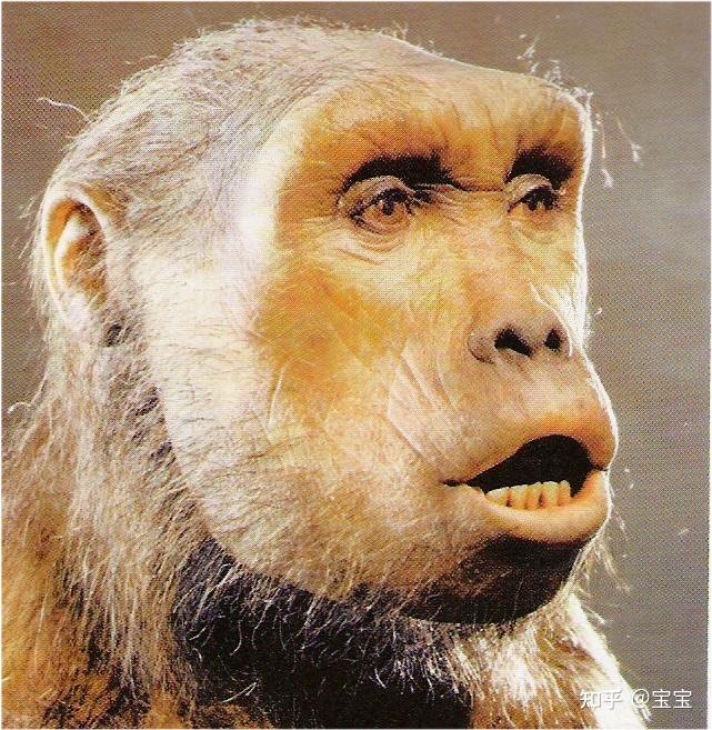 420—380万年南方古猿阿法种,318万年能人匠人直立人海德堡人智人,31