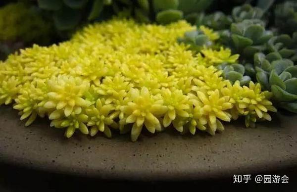 招财风水 十大旺财的多肉植物 十大招财多肉植物 贝奈网