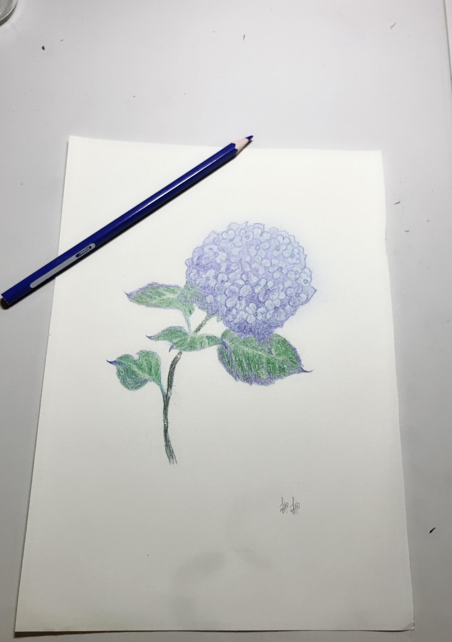 彩铅花花,绣球花