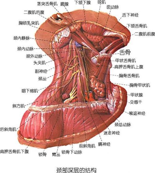 下颌偏斜对颜面形态和身体姿势的影响