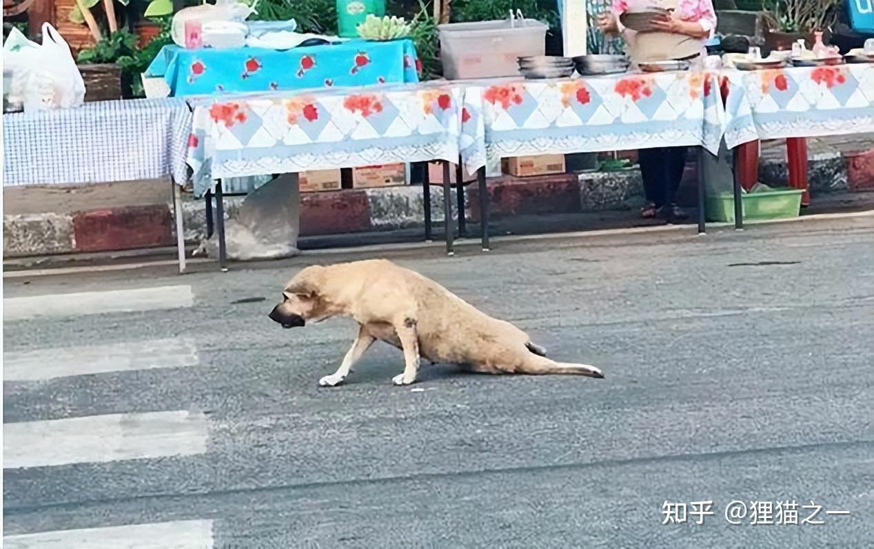 太狗了！狗狗腿瘸主人花400元确认是装的，为啥狗老喜欢装腿瘸？ - 知乎