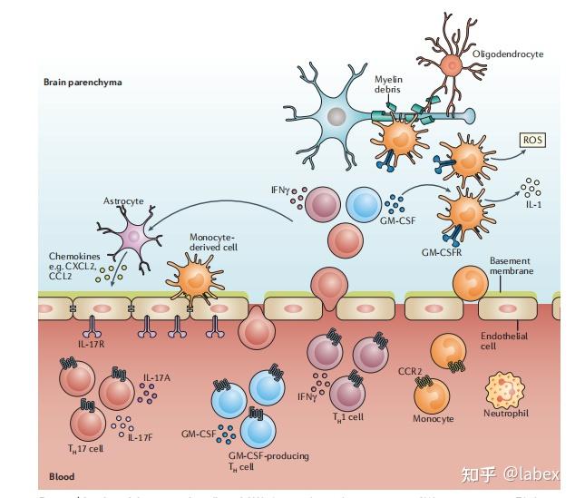 图2细胞因子进入发炎的中枢神经系统2,ifnγ和tnf 