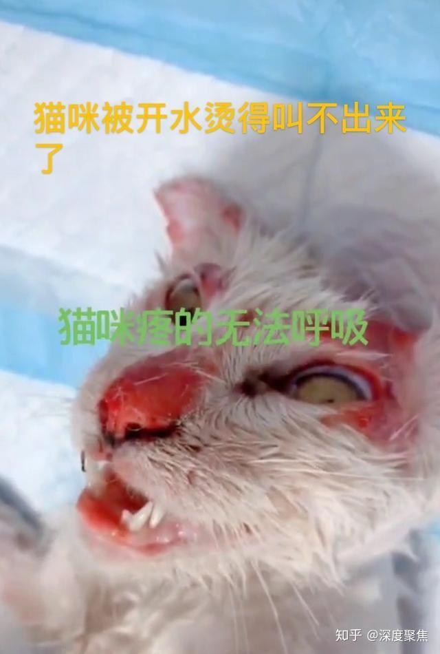 山西太原男子开水烫猫处理结果来了单位开除警方批评警告