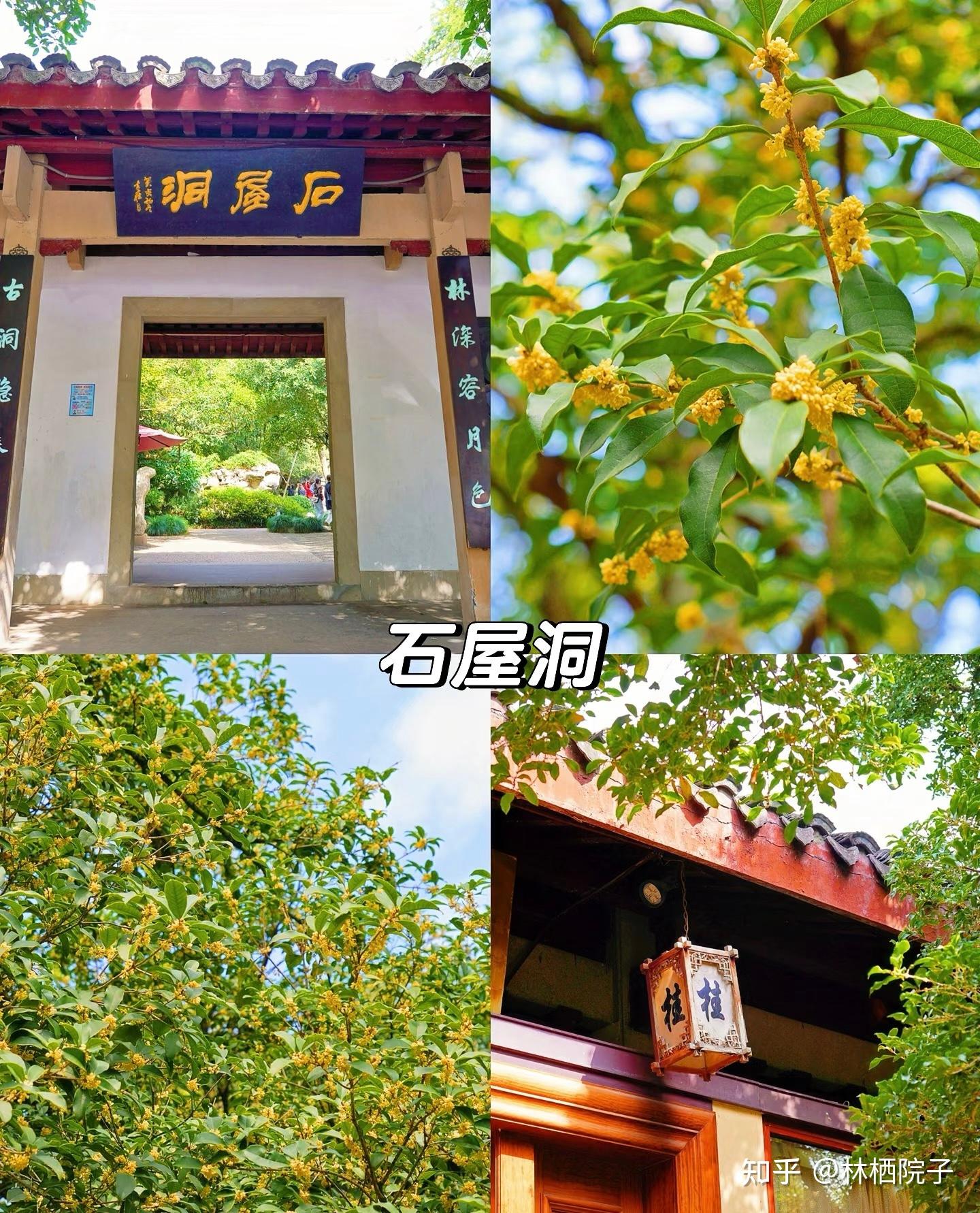 满觉陇已进入全盛期，赏桂路线！ - 知乎